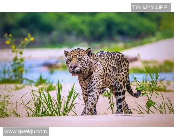 尚布利与奥兰斯的精彩对决揭示足球战术与团队合作的完美结合 尚布利与奥兰斯的精彩对决揭示足球战术与团队合作的完美结合